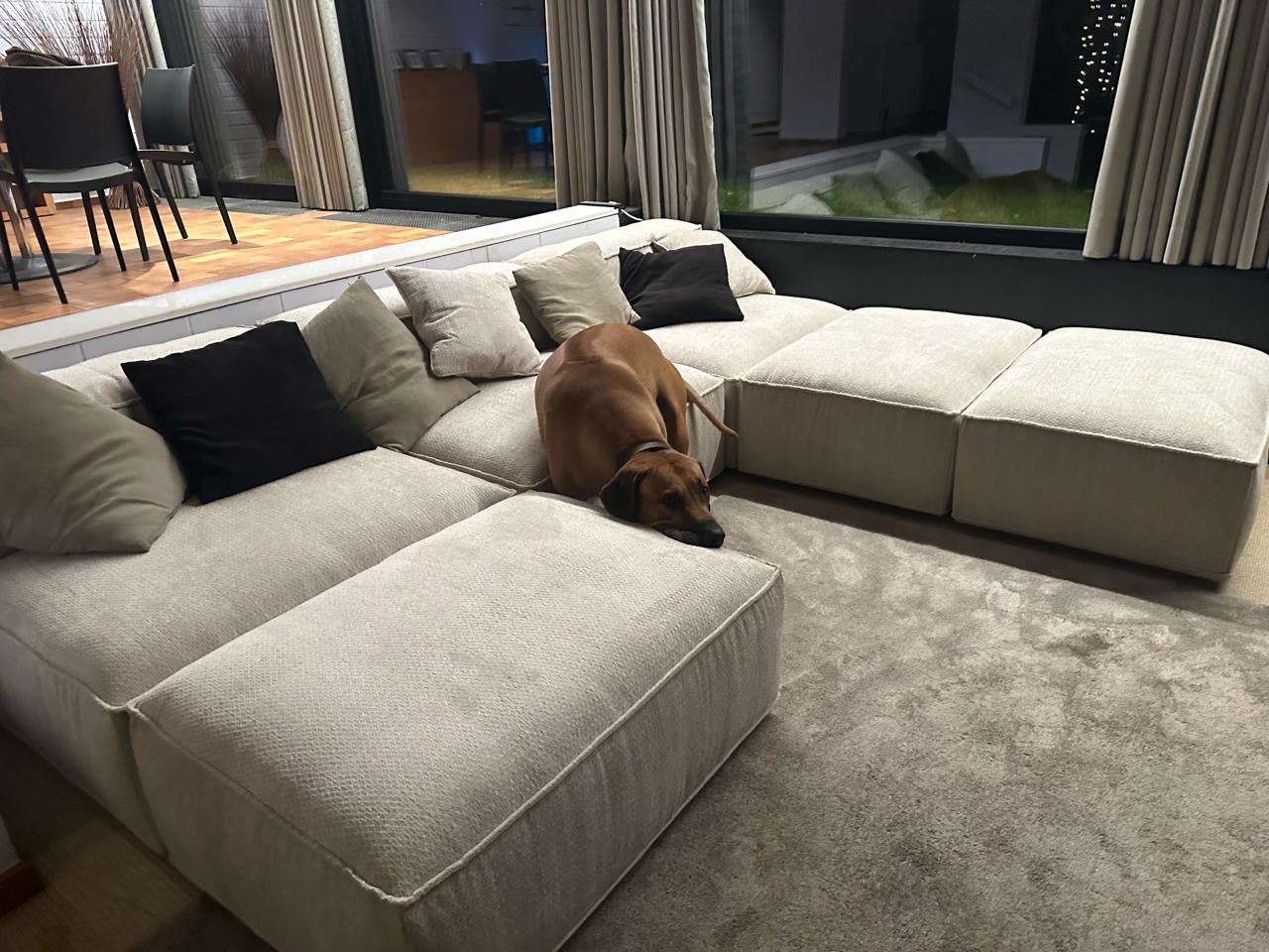 The best sofas for dog and cat owners